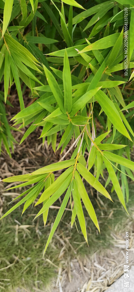 翠綠竹葉特寫