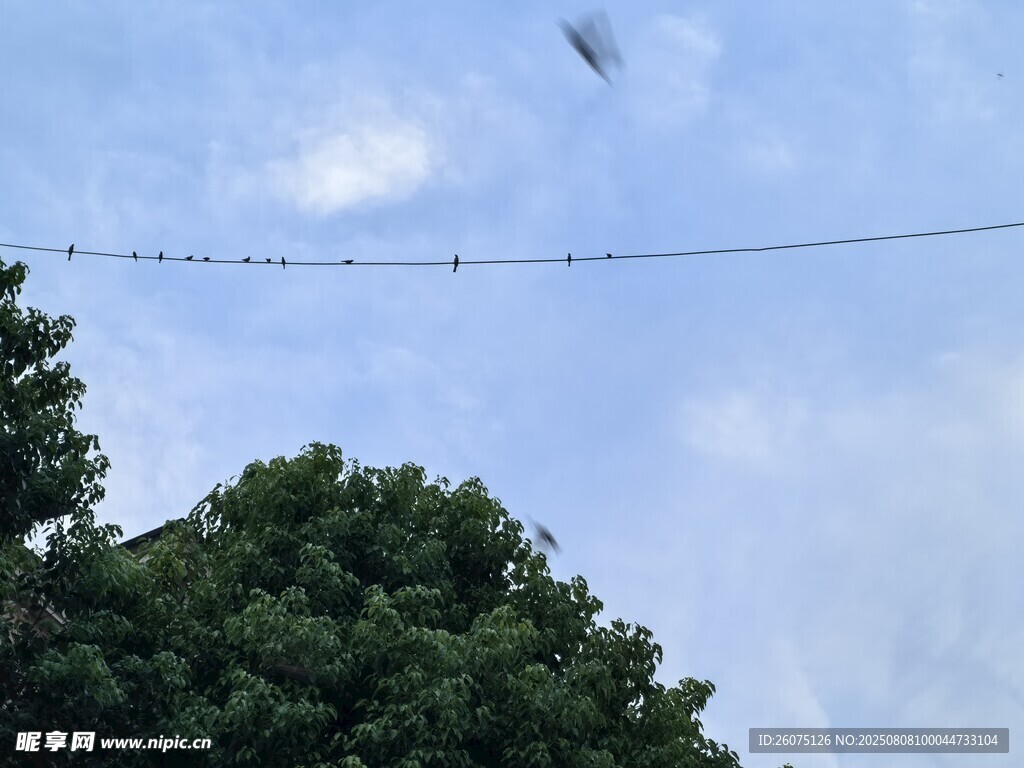 電線上的鳥兒與飛鳥