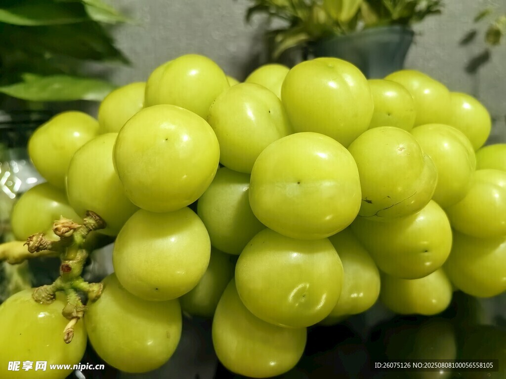 圓潤飽滿的青葡萄