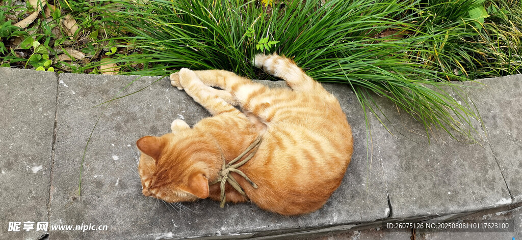橘貓臥于草地愜意休憩
