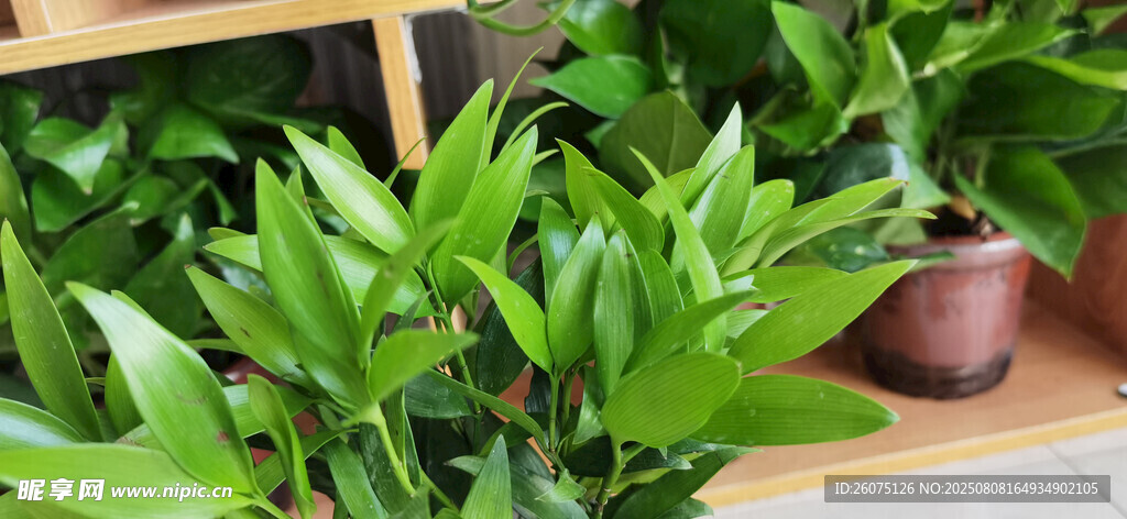 翠綠盆栽植物展示