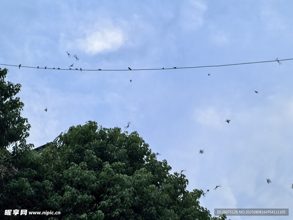 空中電線上的飛鳥與綠樹藍(lán)天