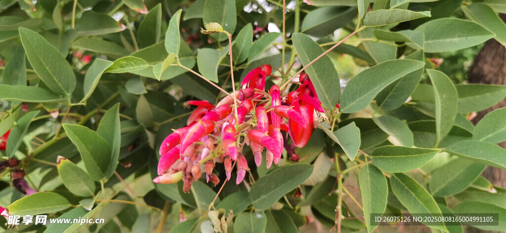 嬌艷垂吊花朵綻放綠葉間