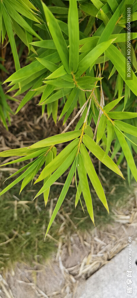 翠綠竹葉特寫