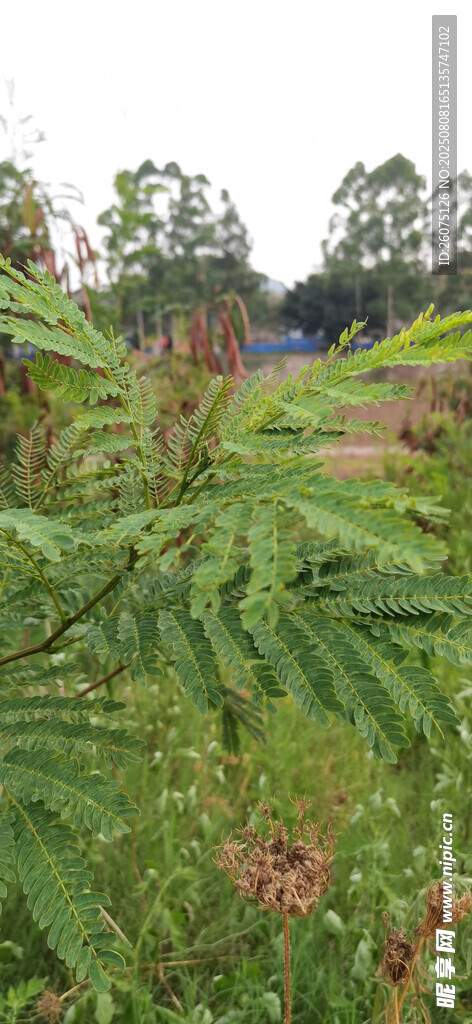 野外茂盛的綠色植物枝葉