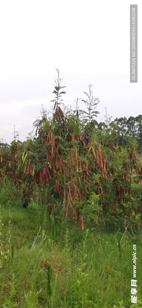 公園里的繁茂樹(shù)木