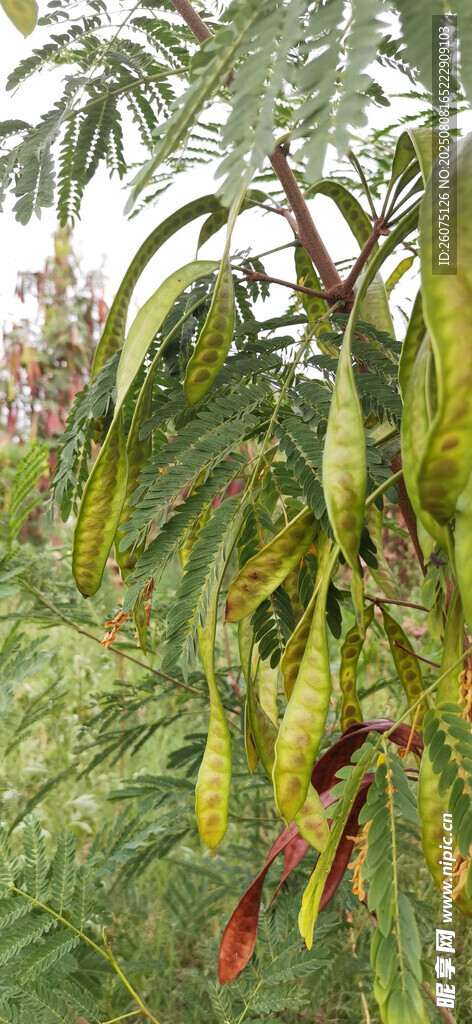 樹(shù)上掛著奇特的長(zhǎng)形果實(shí)