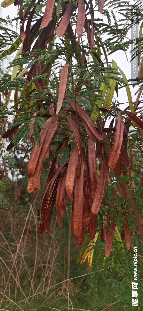 樹(shù)上垂掛的紅色莢果