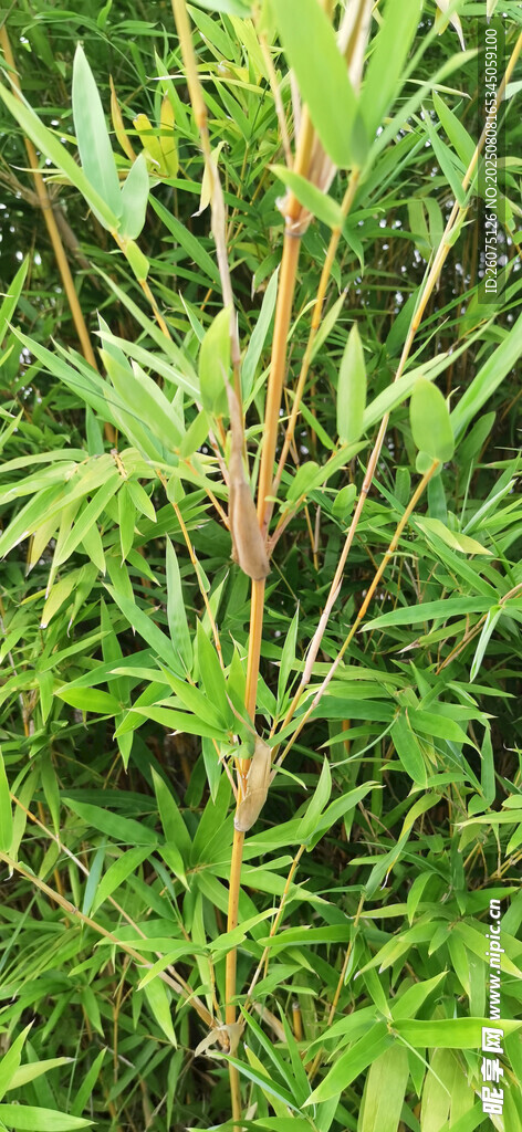 翠綠挺拔的植物枝干