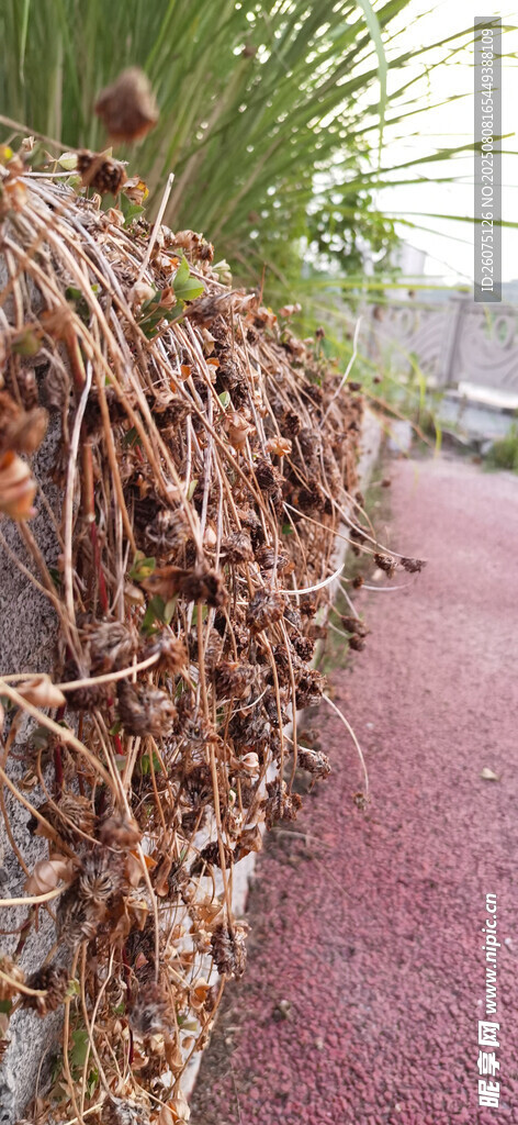 墻邊枯萎植物與紅砂石路