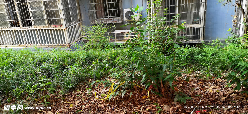 庭院綠植景觀一角