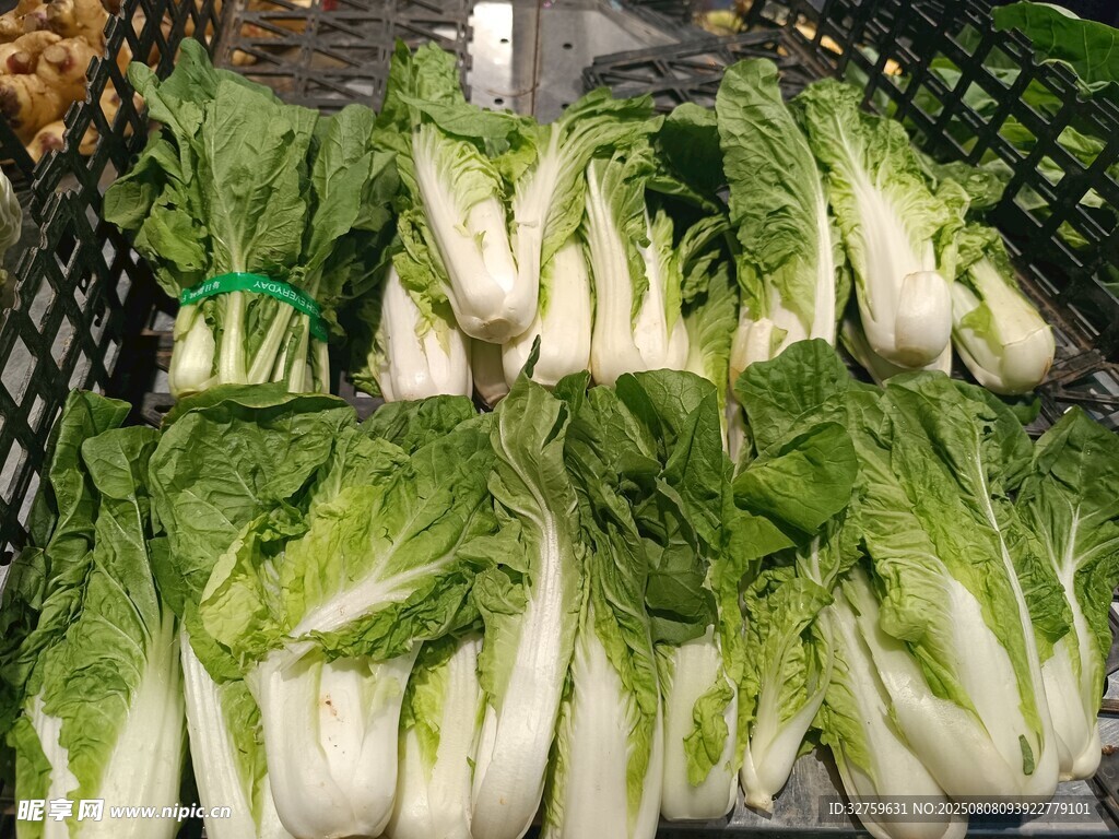 新鮮小白菜整齊擺放