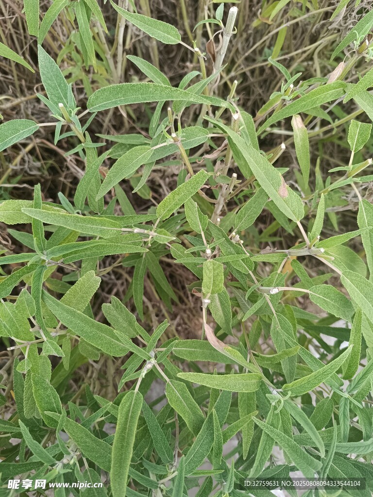翠綠叢生的鮮嫩植物