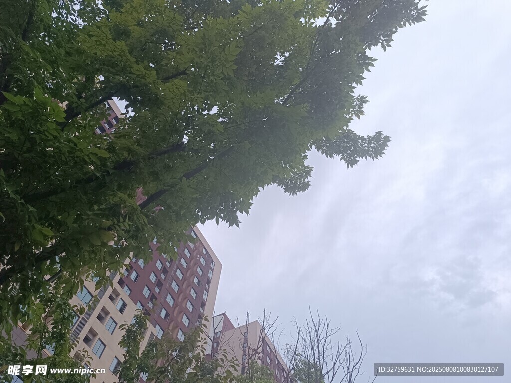 綠樹掩映下的高樓