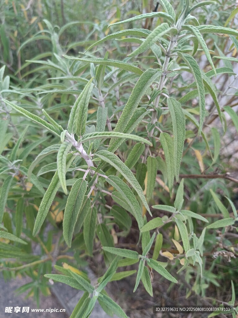 翠綠植物特寫