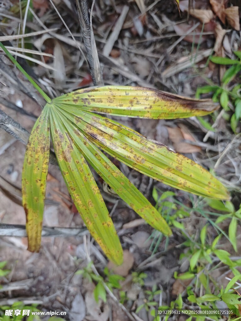 雨中掌狀葉片特寫