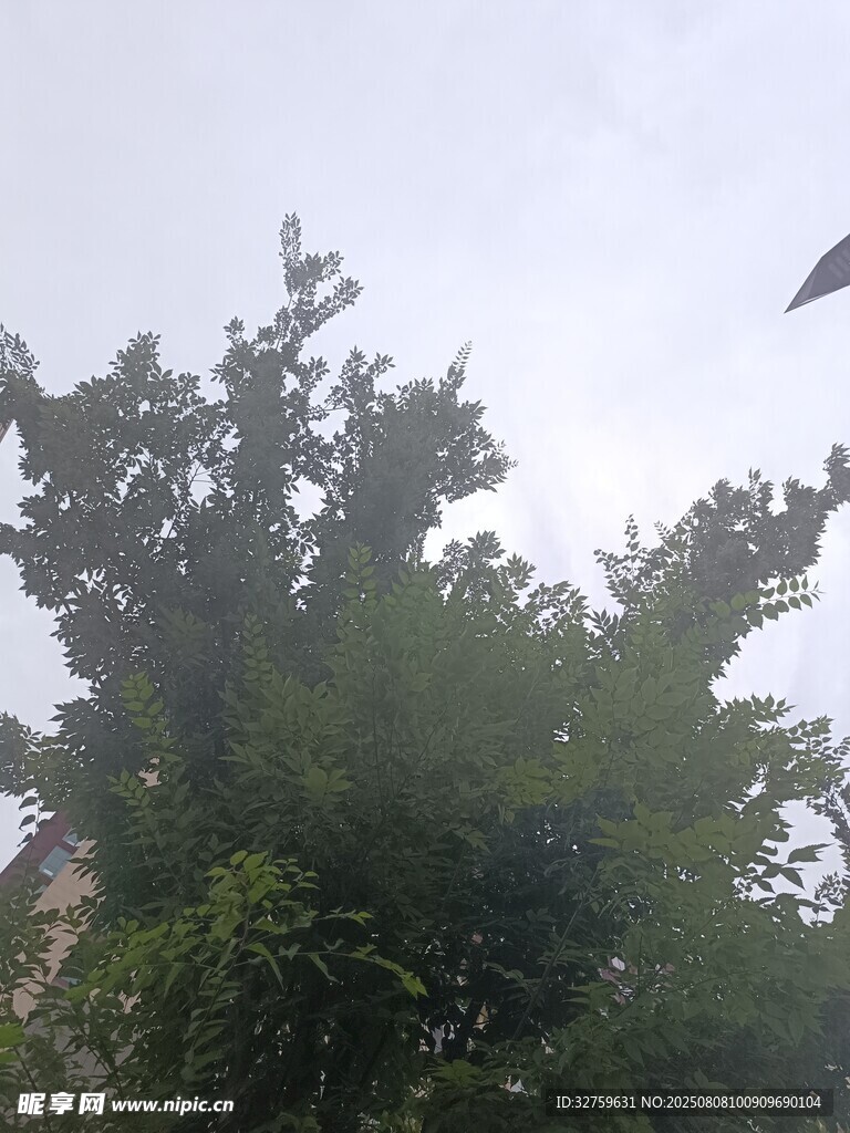 天空下的綠樹(shù)與飛鳥(niǎo)