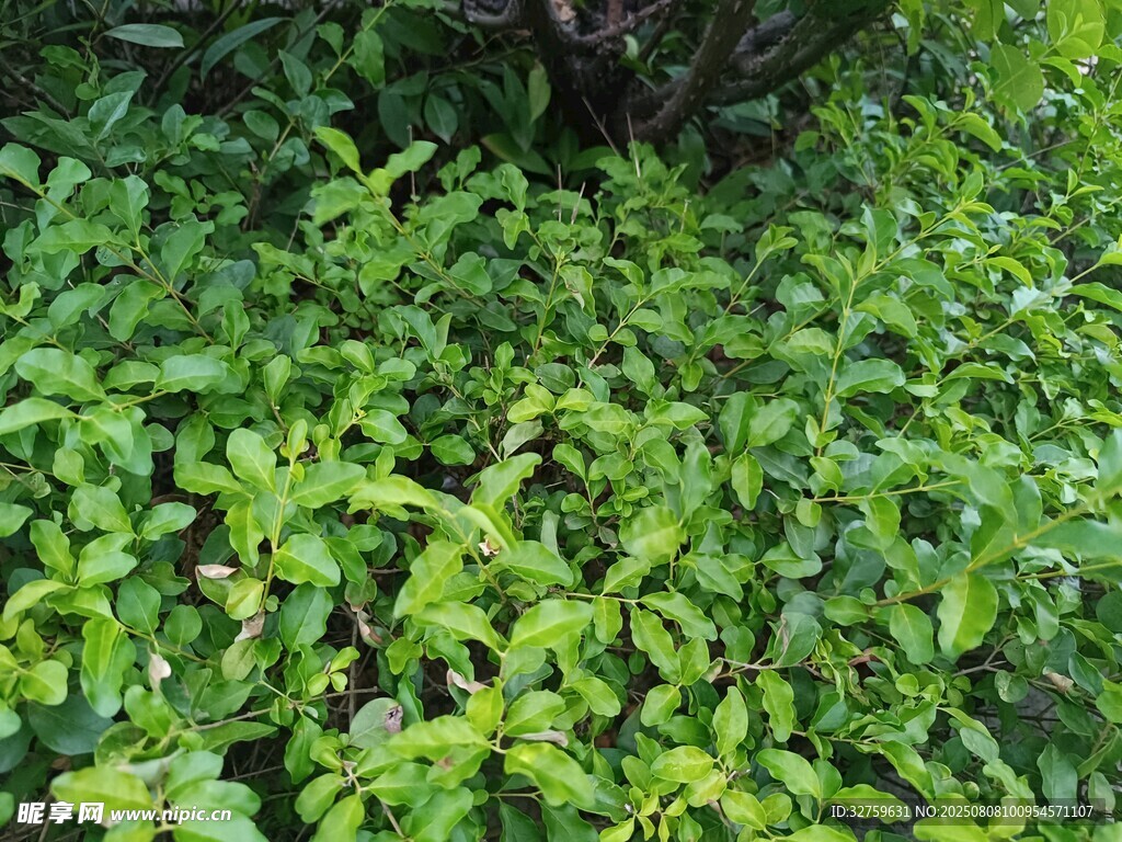 翠綠繁茂的低矮植物