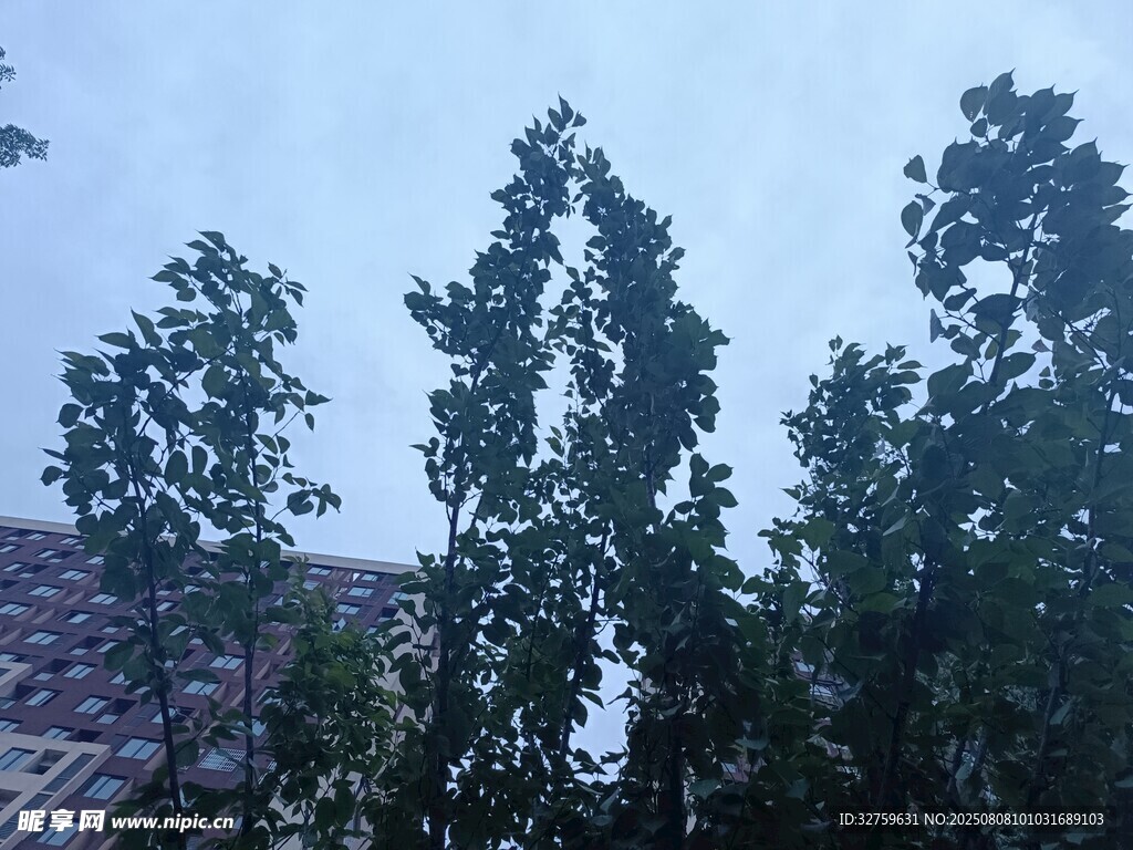 屋頂旁的綠樹景觀