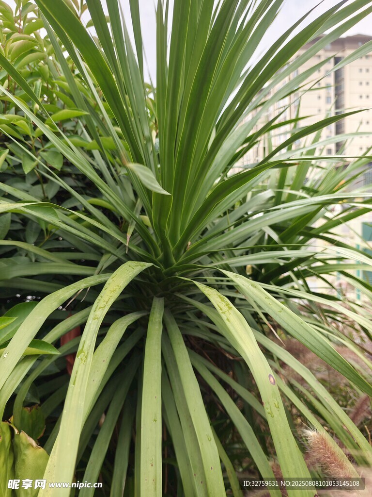 翠綠龍舌蘭植物特寫(xiě)