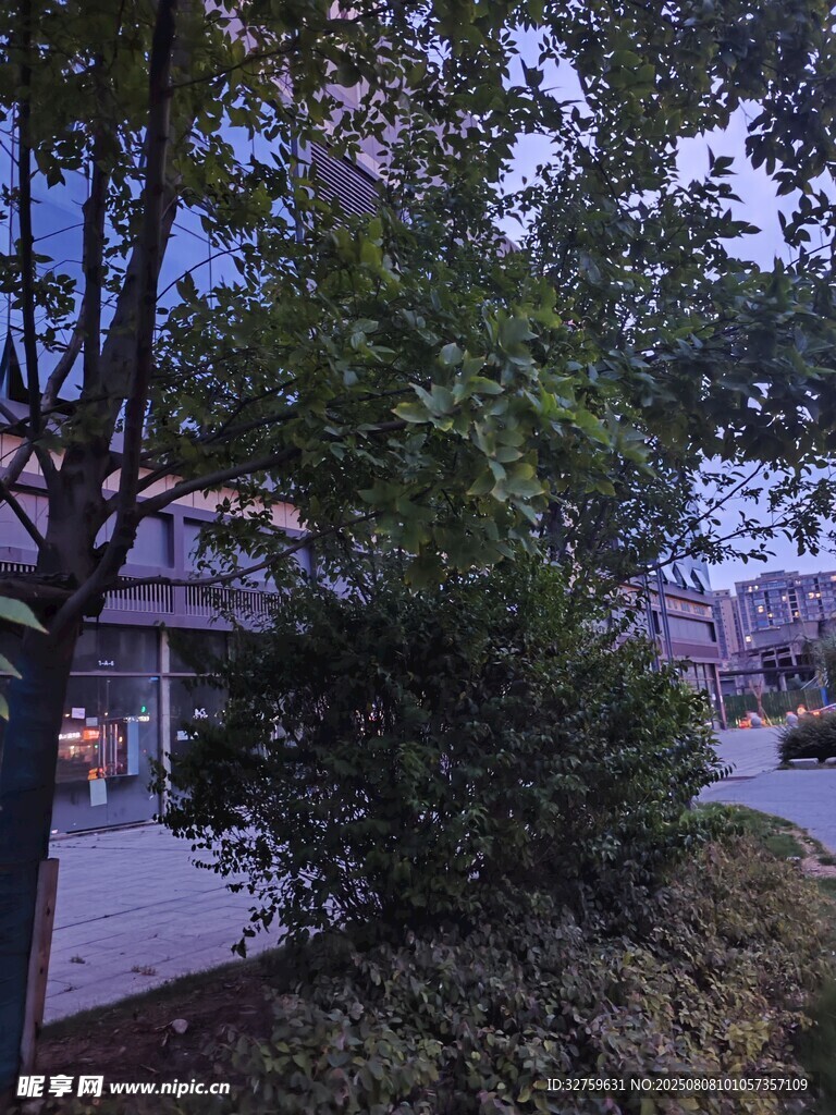 黃昏下的繁茂綠樹與建筑
