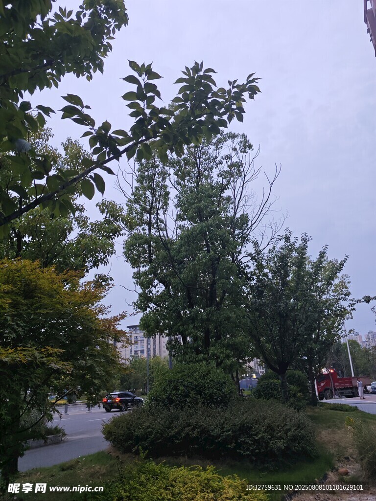 戶外綠樹景觀