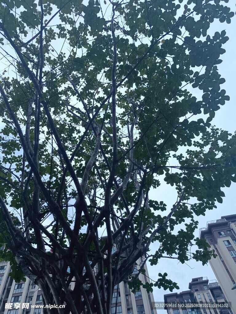 繁茂大樹映襯背后高樓