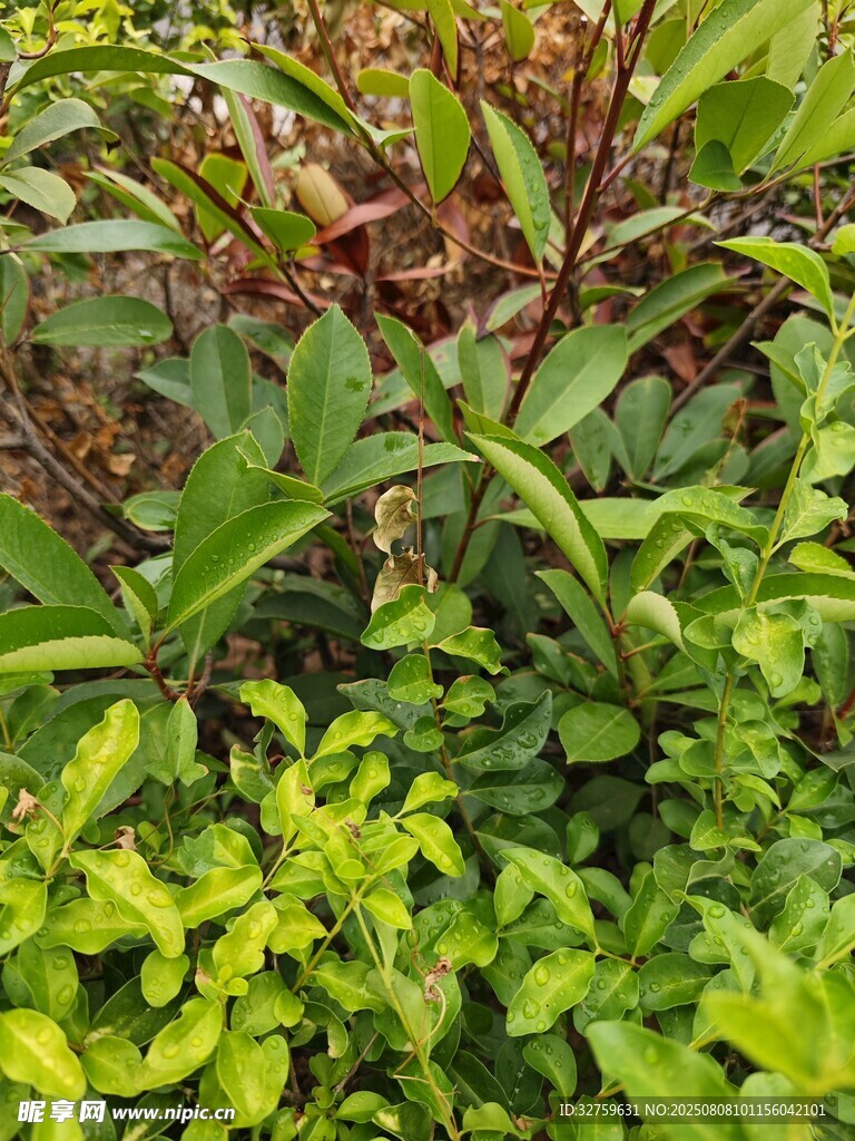 多彩綠植特寫