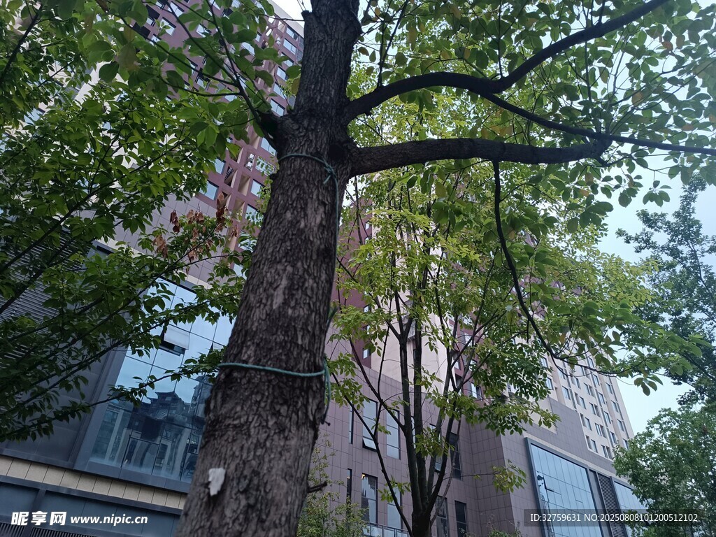 城市中高大繁茂的樹木