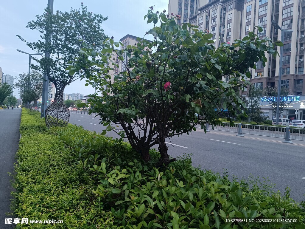 路邊綠植與城市建筑景致
