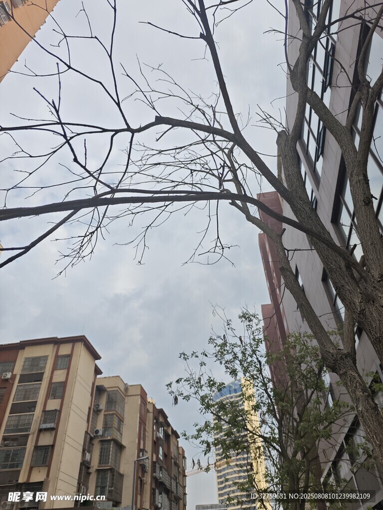 城市中光禿樹木與樓房