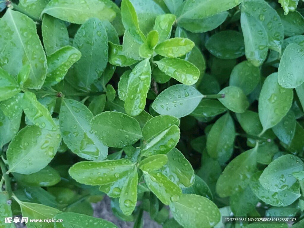 翠綠鮮嫩的綠葉植物