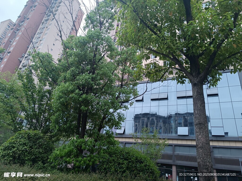 城市中的綠樹與現(xiàn)代建筑