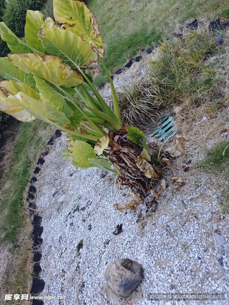 庭院中生長的綠植景觀