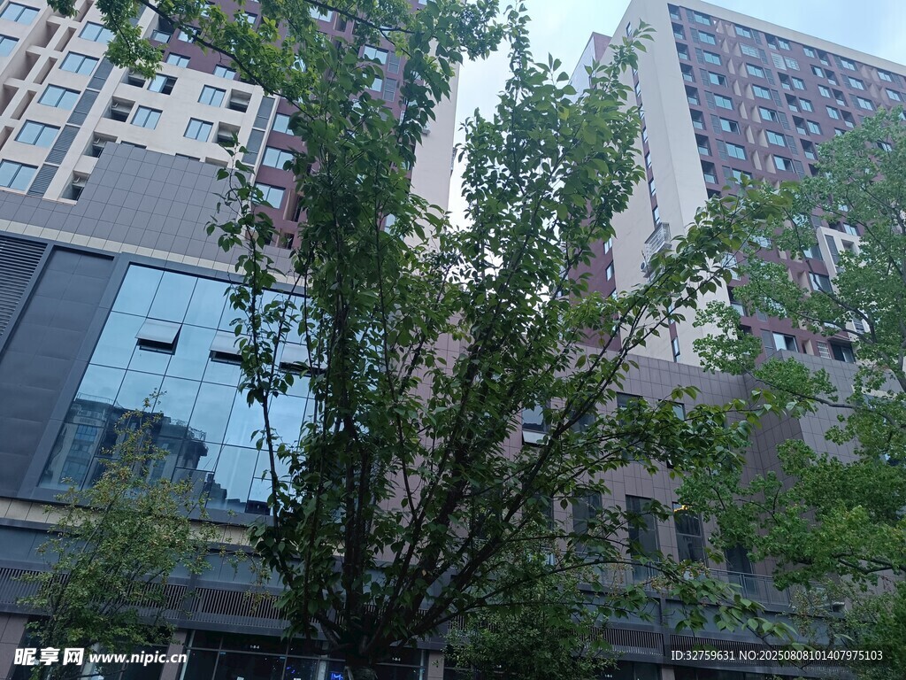 城市中繁茂綠樹與高樓