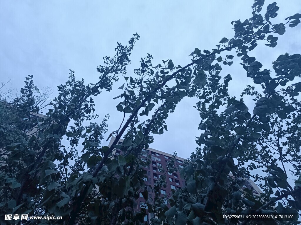 枝頭覆雪的樹(shù)木景觀