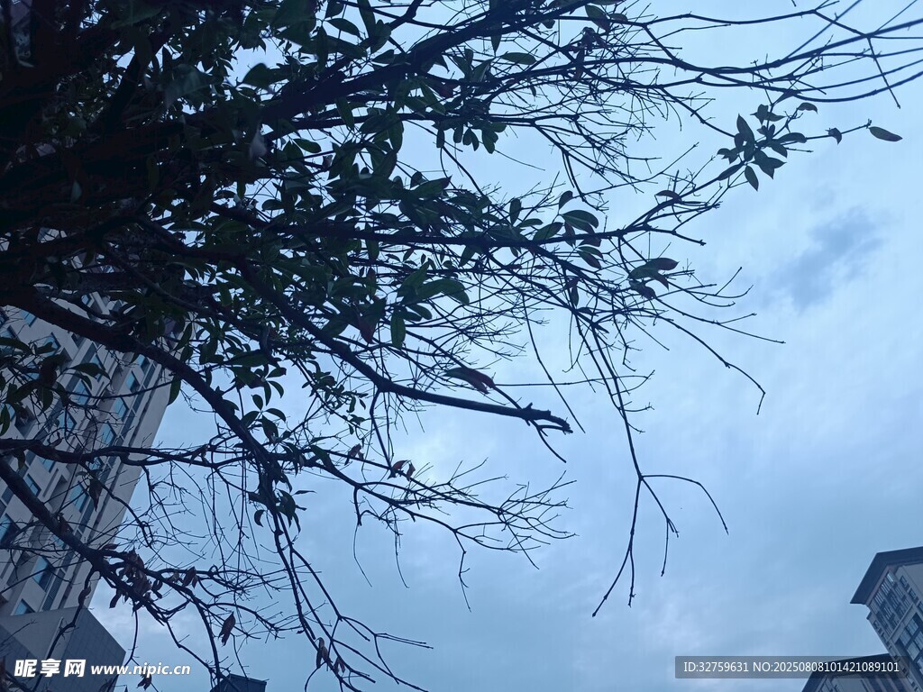 仰視樹枝與天空景象