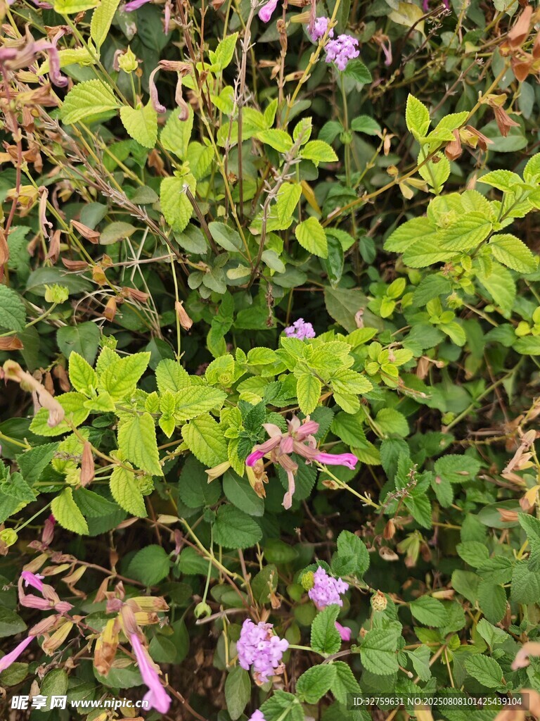 綠葉叢中的紫色小花