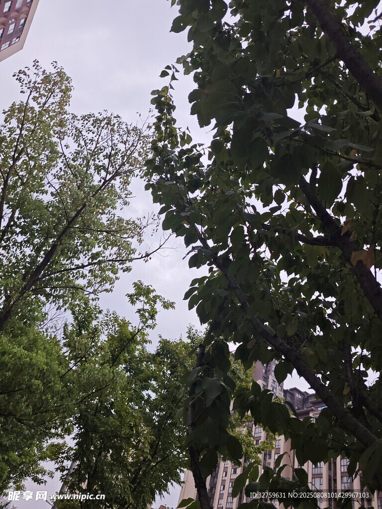 綠樹成蔭的街道景象