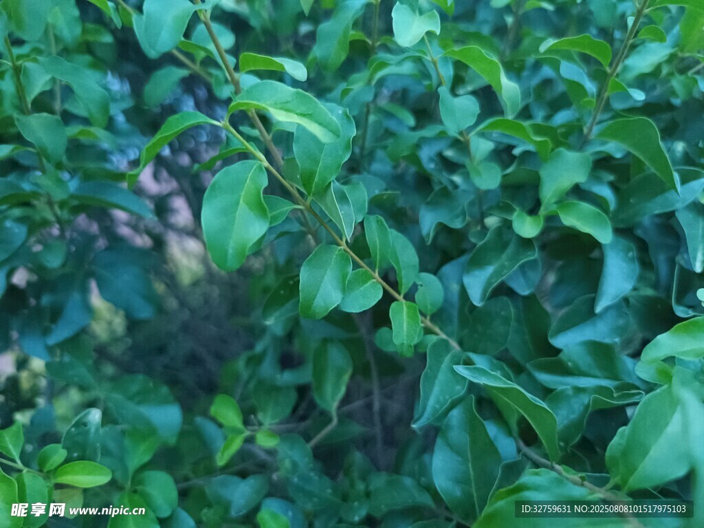 翠綠繁茂的葉片景觀