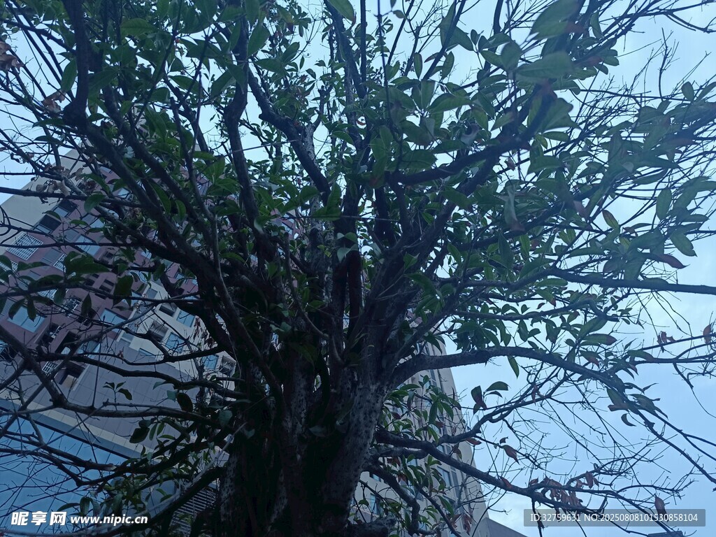 枝頭綠意初綻的樹(shù)木