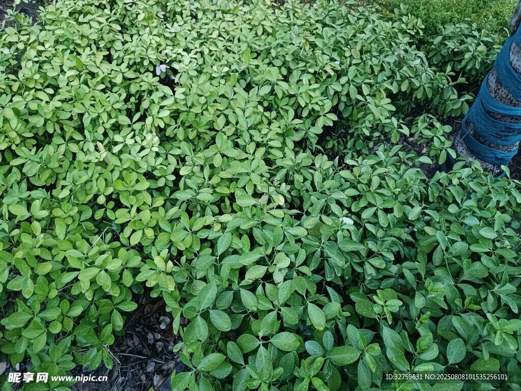 嫩綠繁茂的植物景觀