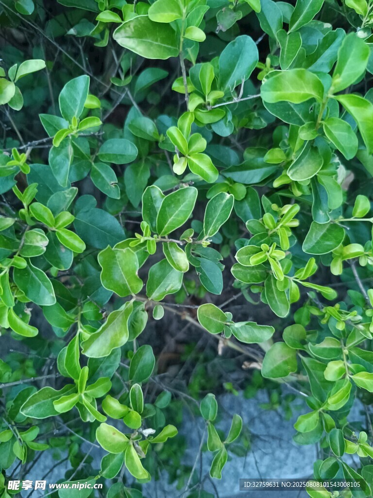 翠綠繁茂的清新植物