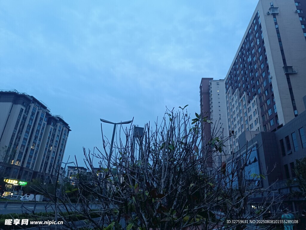 城市暮色中的建筑與植物