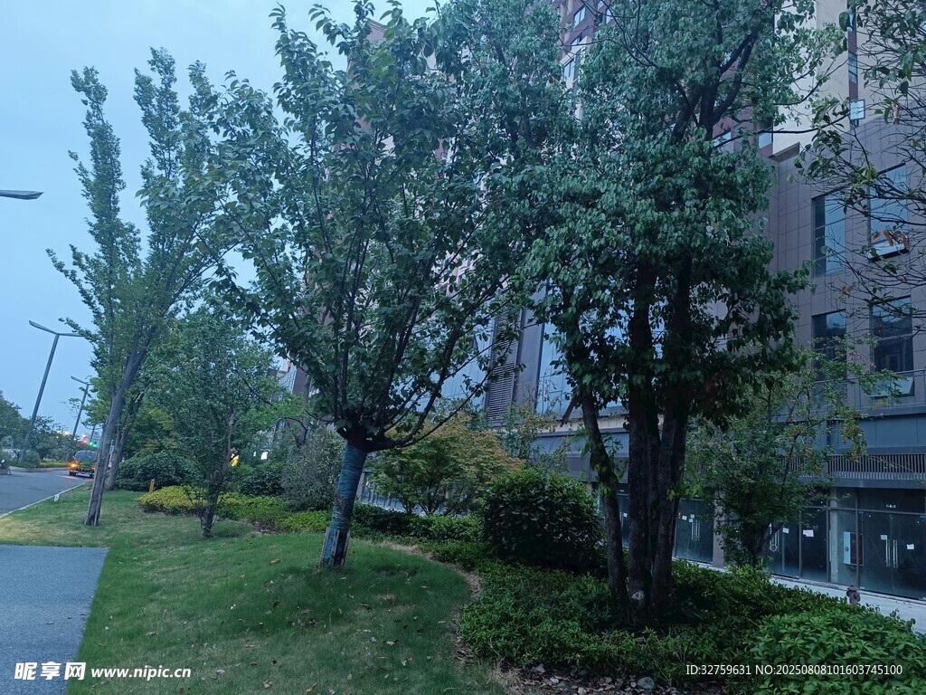 城市街邊綠樹與建筑景觀