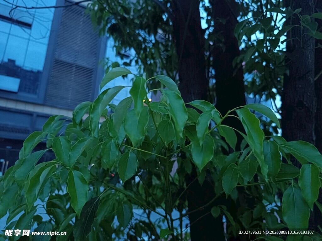夜幕下的翠綠樹葉
