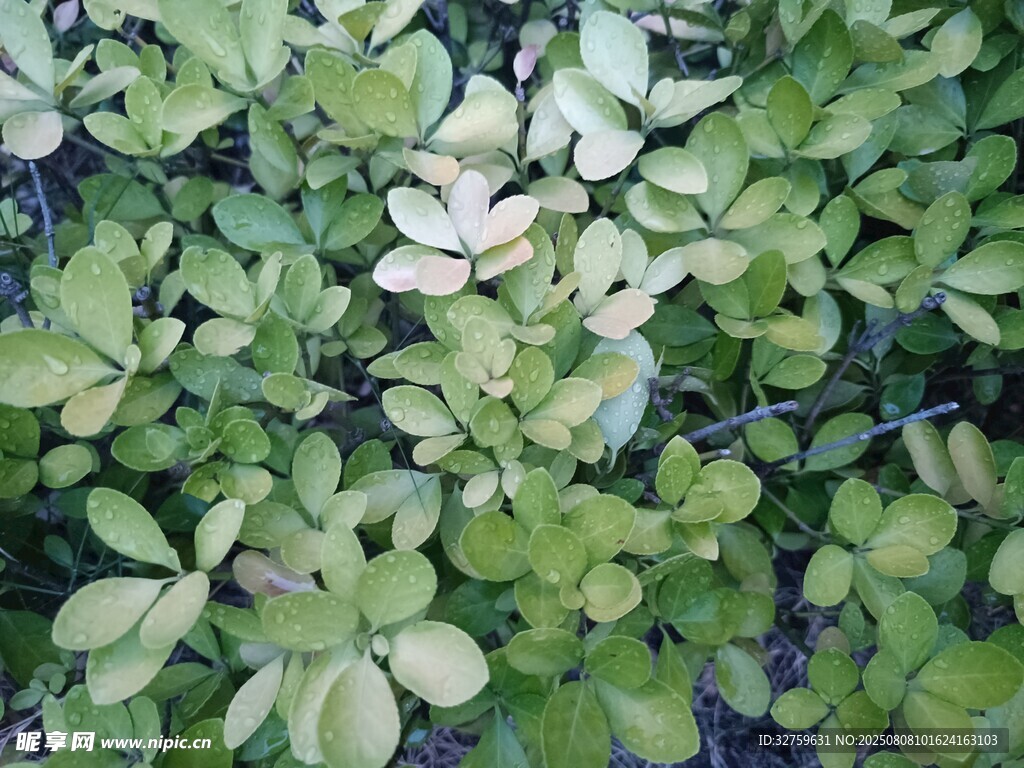 翠綠繁茂的三葉植物