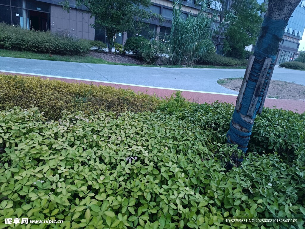 路邊綠植景觀