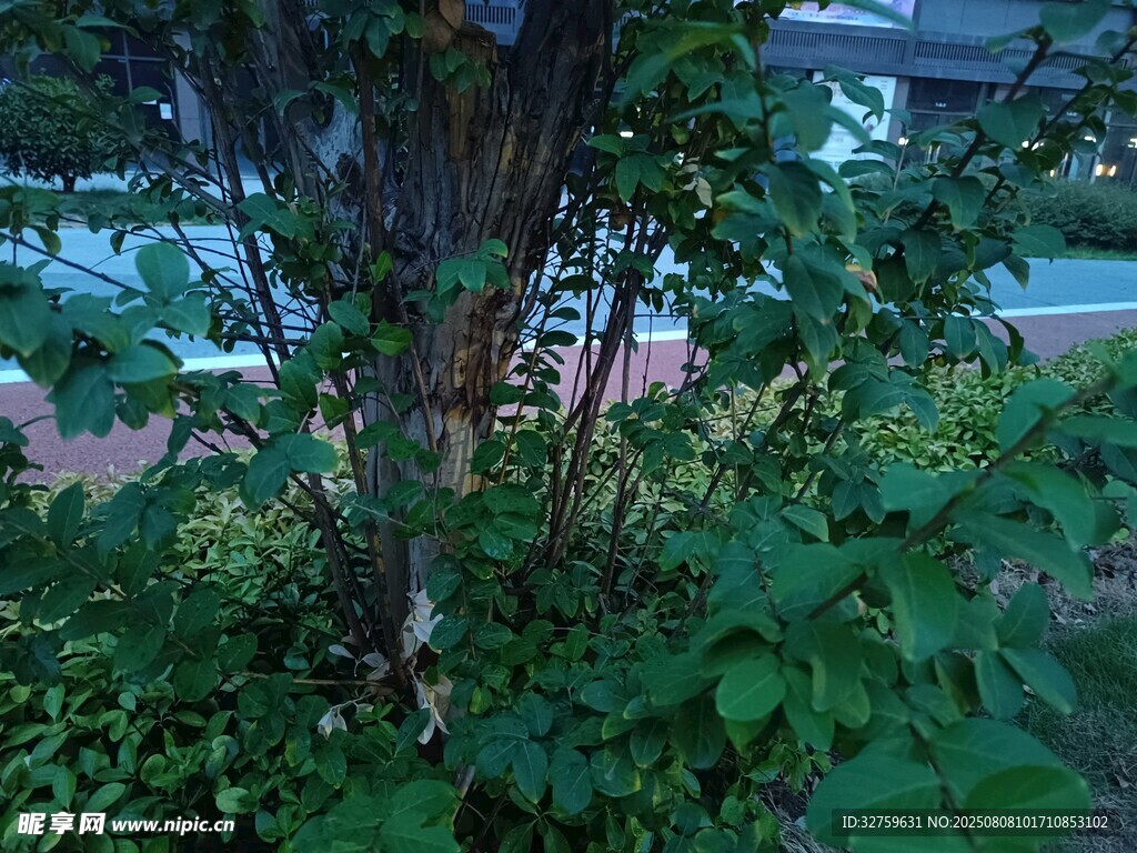 繁茂綠植環(huán)繞的樹干