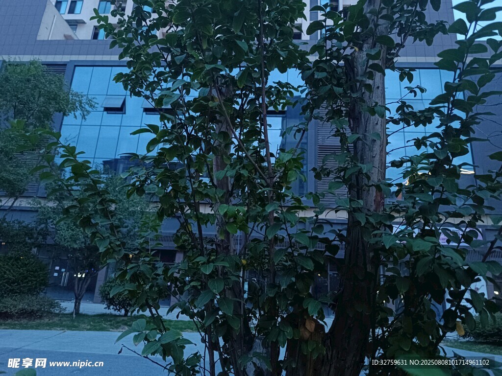庭院中的綠樹與建筑景觀